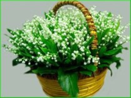 25329800_EAJXQQTKQ - flori