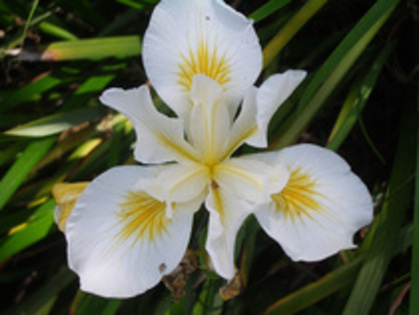 25364199_DYSSPQAMK - flori