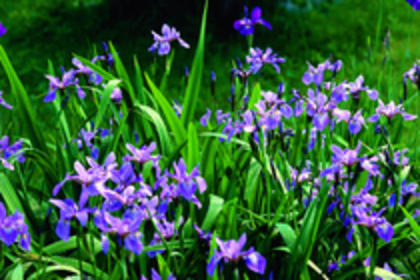 25364220_CTLCOMYPL - flori