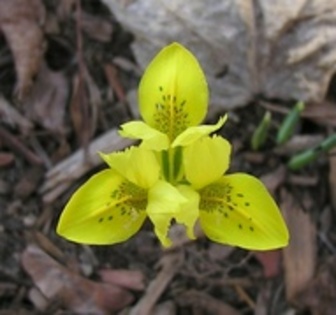 25364230_OFVTYFTIC - flori