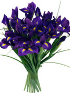 25364481_GQORKVUNJ - flori