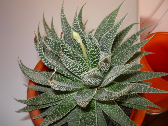 P1060450 - cactusi si suculente