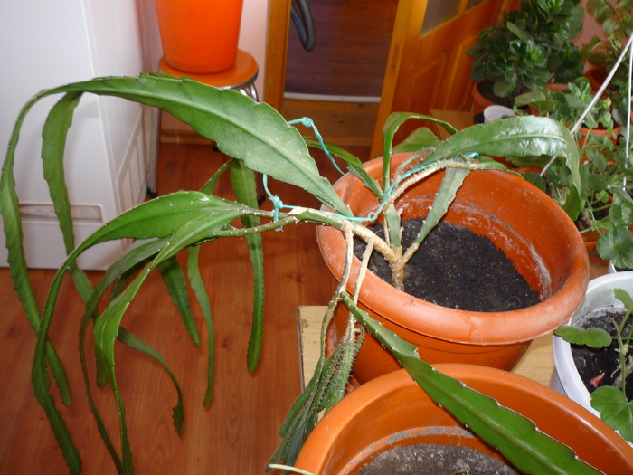 P1060451 - cactusi si suculente