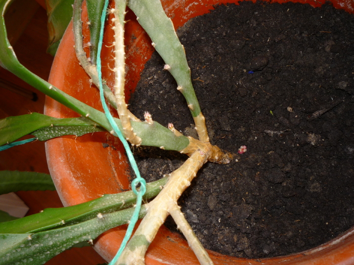 P1060453 - cactusi si suculente