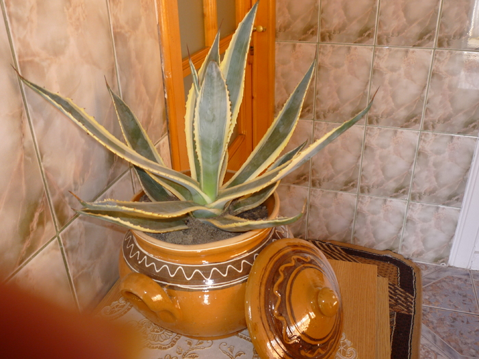 P1060459 - cactusi si suculente