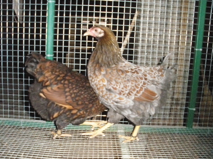 PB060070 - 04-Wyandotte - Pitic - Blue laced wyandotte - bantam