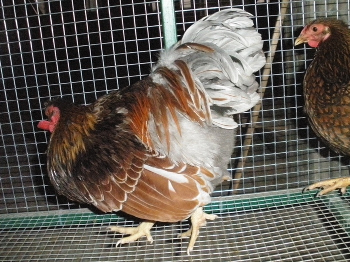 PB060084 - 04-Wyandotte - Pitic - Blue laced wyandotte - bantam