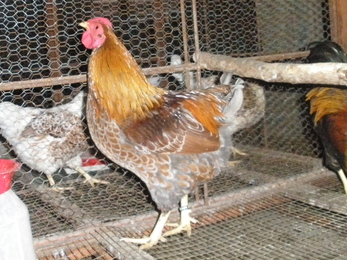 PB060095 - 04-Wyandotte - Pitic - Blue laced wyandotte - bantam