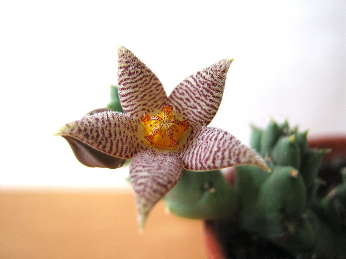 syn. P. barrydalensis ( Meve ); Colectia Ana Maria
