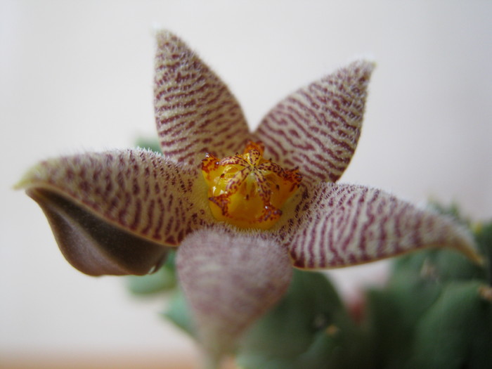 syn. P. barrydalensis ( Meve ); Colectia Ana Maria
