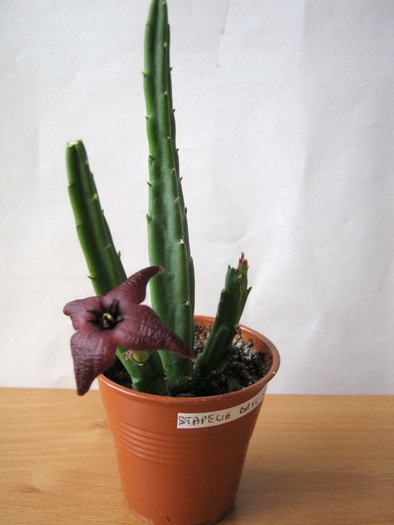 Stapelia Baylissi 4 petale - baylissii