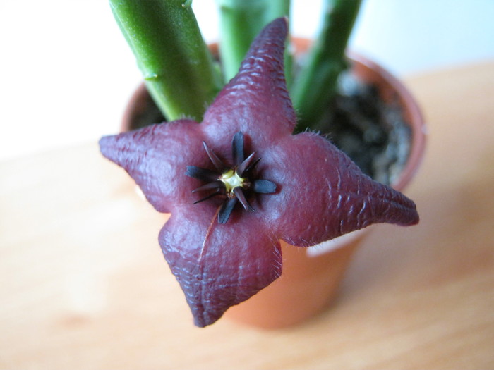 Stapelia baylissi 4 petale; Colectia Ana Maria
