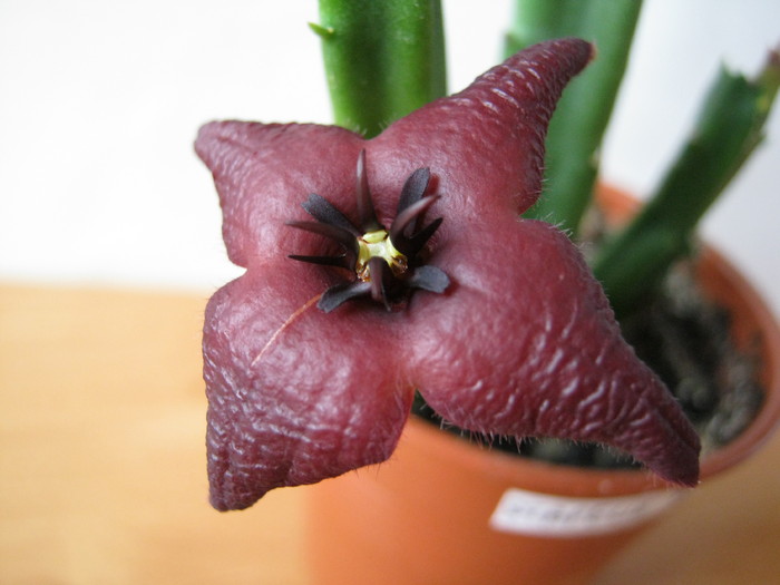 Stapelia baylissi 4 petale; Colectia Ana Maria
