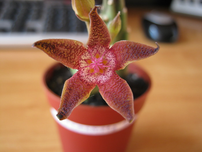 Stapelia Flavopurpurea Red (9); Colectia Ana Maria
