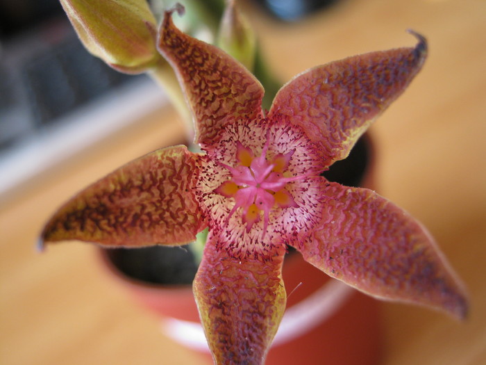 Stapelia Flavopurpurea Red (10); Colectia Ana Maria
