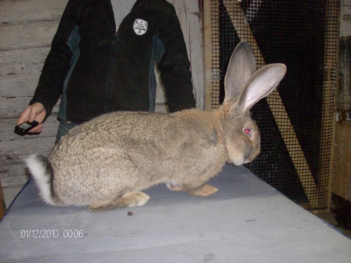 HPIM5207; Rudy - Mascul Urias German Gri 8 luni - 8.2kg
