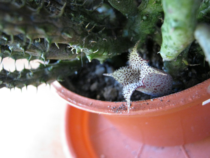 Stapelianthus decaryi 4 petale; Colectia Ana Maria
