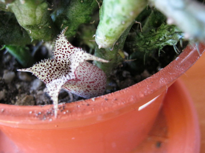 Stapelianthus decaryi 4 petale; Colectia Ana Maria
