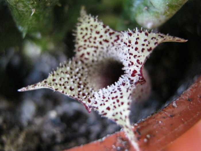 Stapelianthus decaryi 4 petale; Colectia Ana Maria
