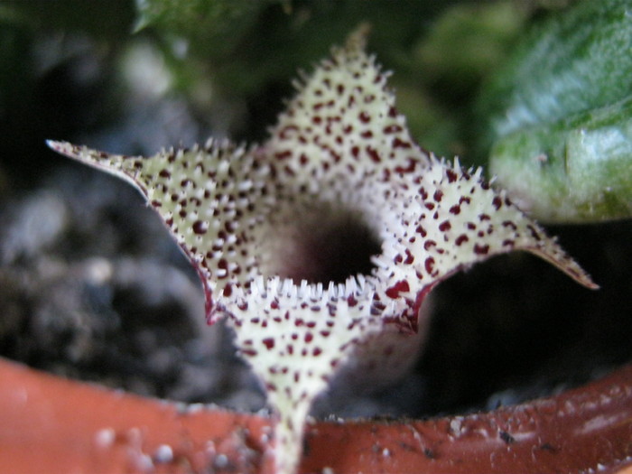 Stapelianthus decaryi 4 petale; Colectia Ana Maria
