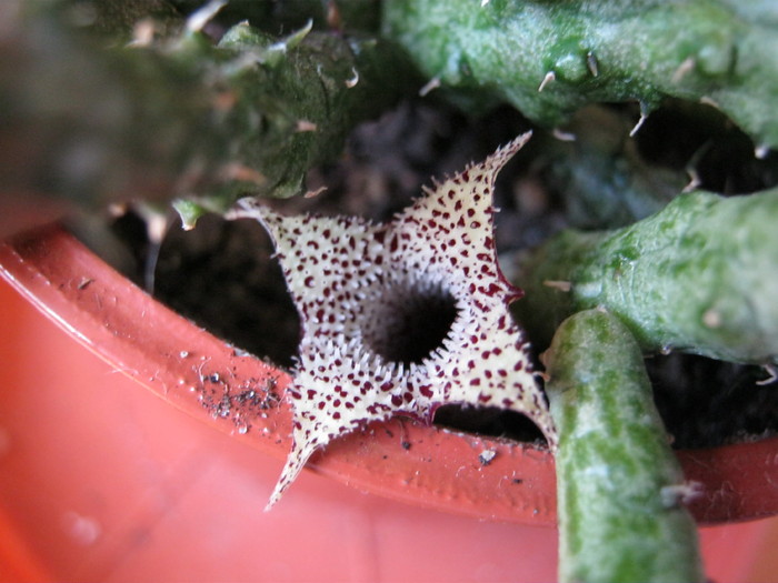 Stapelianthus decaryi 4 petale; Colectia Ana Maria
