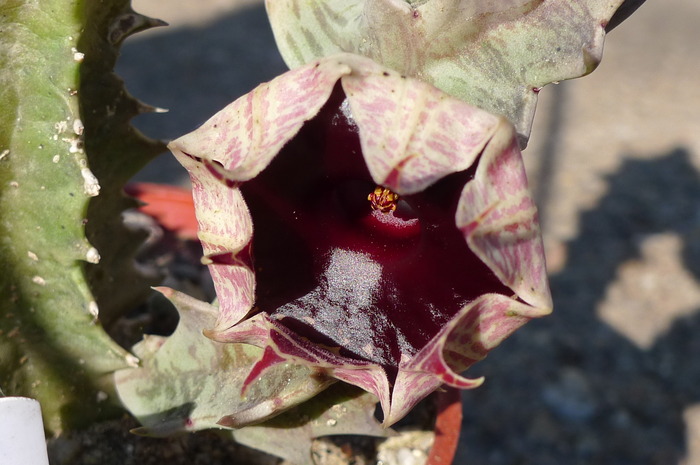  - zebrina ssp magniflora