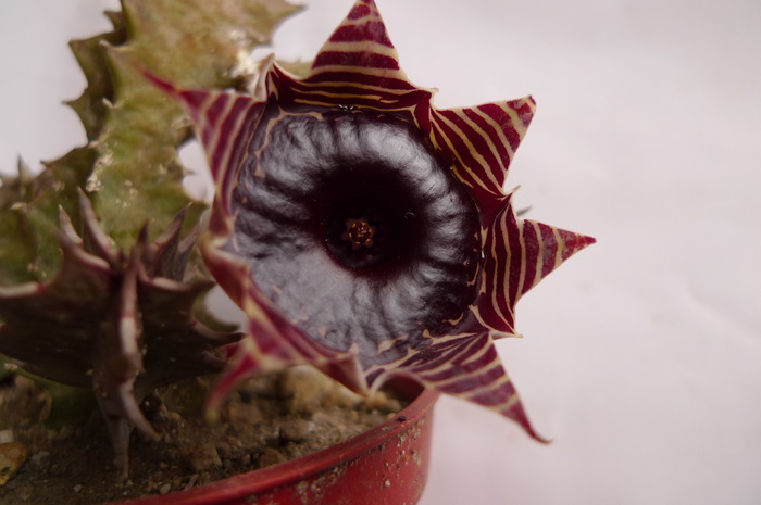  - zebrina ssp magniflora