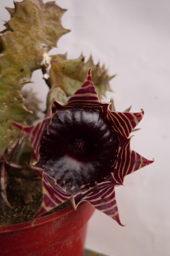  - zebrina ssp magniflora