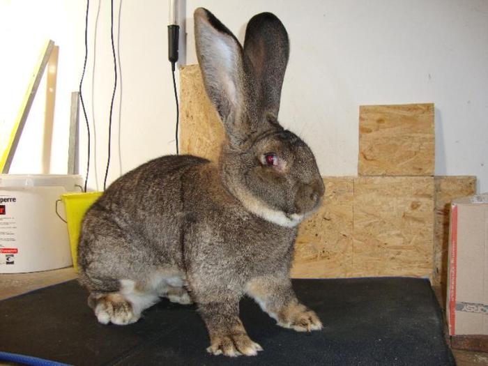 Tatal; Campion in Germania
