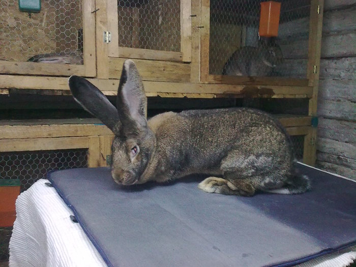 Image0223; Femela 10 luni 10.2kg.
