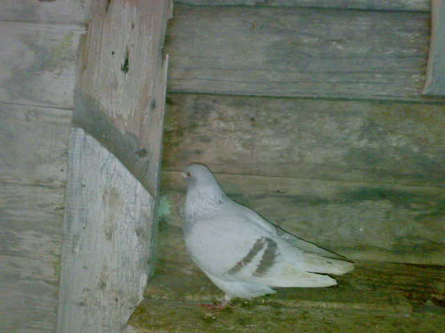 06122010256; FEMELA2010
