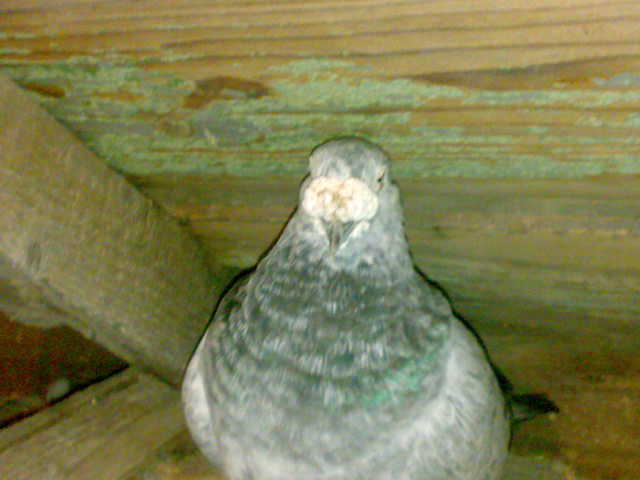 28092010187; MASCUL2009
