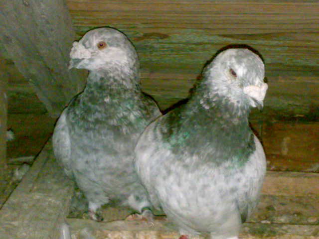 28092010203; TATA SI FIU
