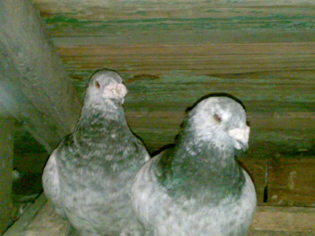 28092010204 - voiajori 2009