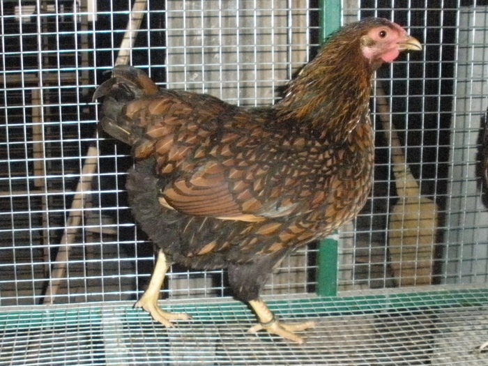 2010 - 06-Wyandotte Aurie - Pitic - Golden laced wyandotte - bantam