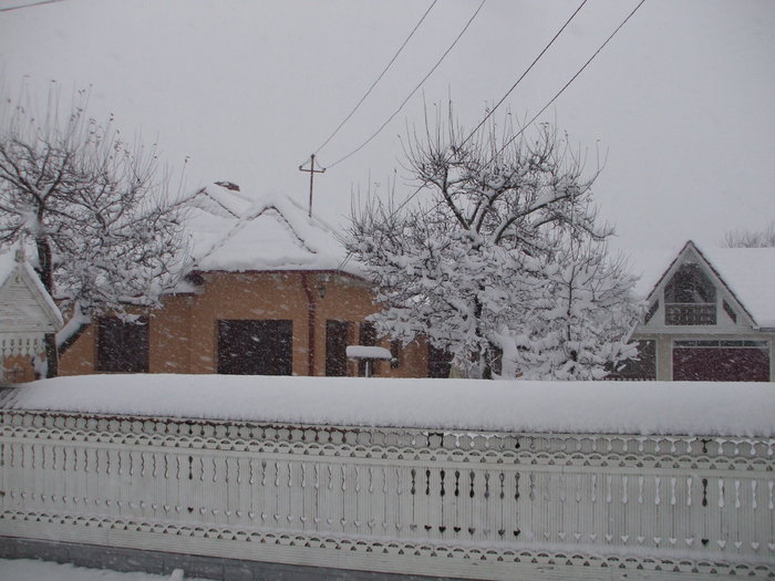 DSCF3263 - EU SI CU FLORILE MELE DRAGI