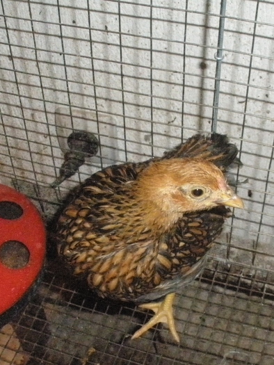 PB060169 - 06-Wyandotte Aurie - Pitic - Golden laced wyandotte - bantam