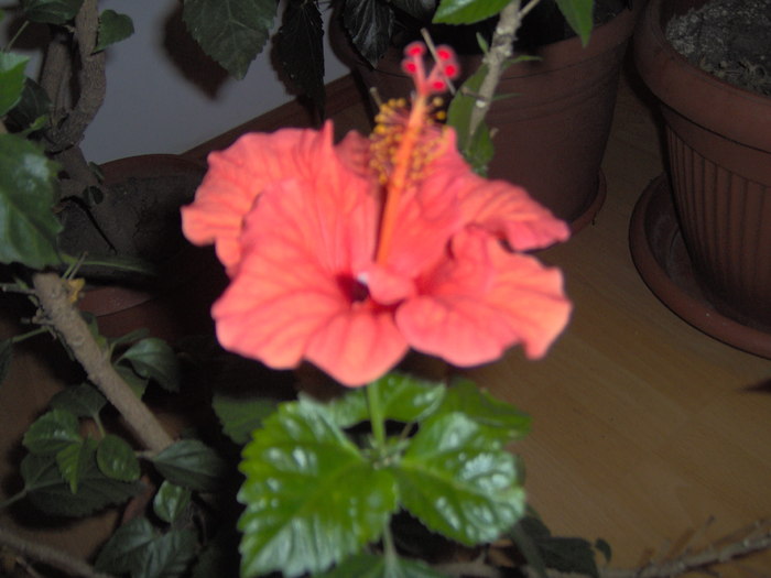 09.12.2010 010 - hibiscusi