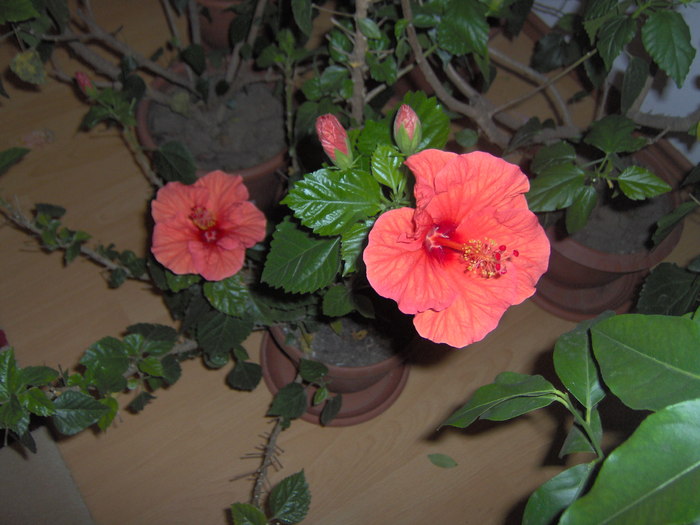 09.12.2010 002 - hibiscusi