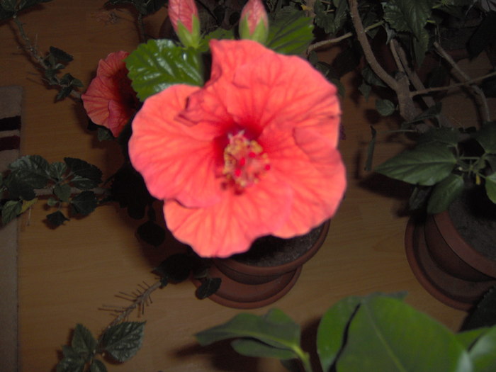 09.12.2010 003 - hibiscusi