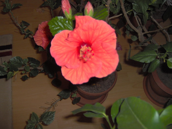 09.12.2010 004 - hibiscusi