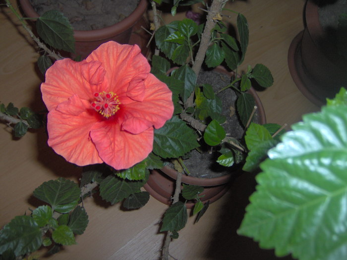 09.12.2010 005 - hibiscusi