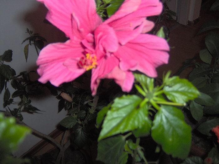 09.12.2010 006 - hibiscusi