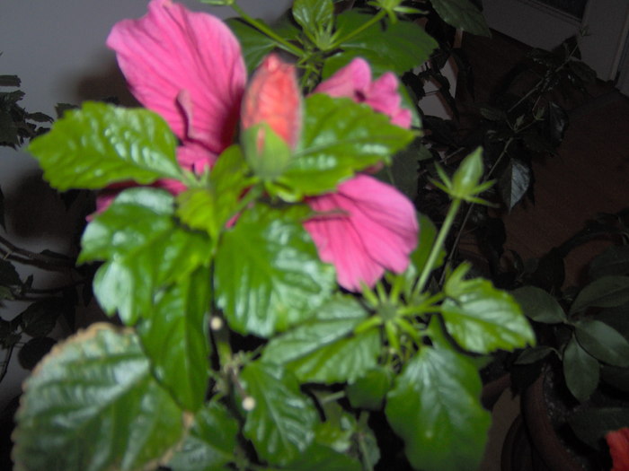 09.12.2010 008 - hibiscusi