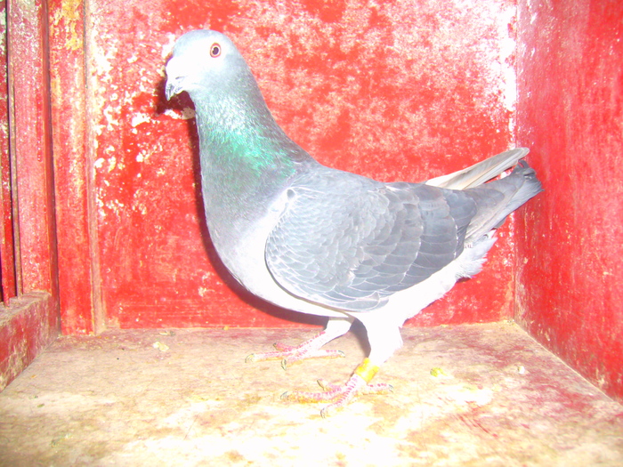 M-425757-09-NEGRU(2 CLASARI),este frate cu 425864,care are locul 29 pe jud. la demifond tineret si c; ZBURAT AN TARA(2 clasari).este frate cu 425864 care are locul 29 pe judet la demifond tineret
