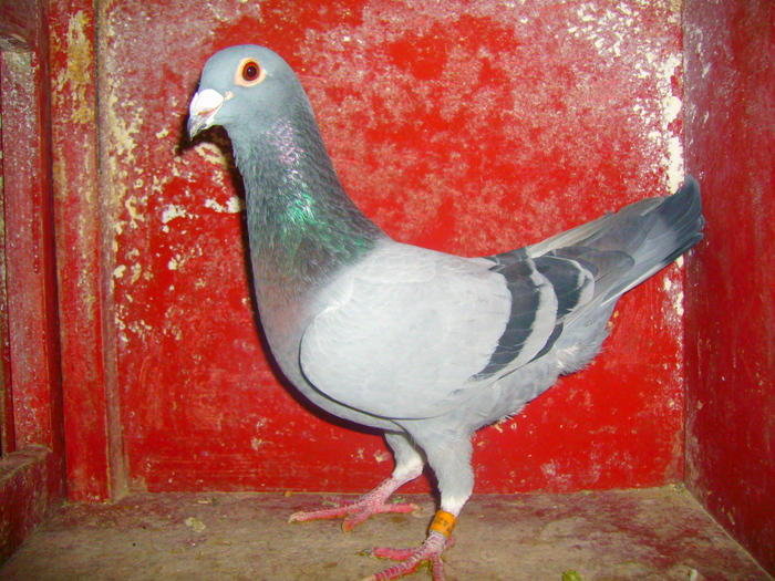 M-425970-09-,este frate cu    425862.; fiu din485.zburat an tara
