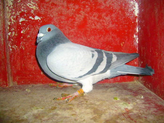 M-425874-09-albastru,zburat pana la Mizil apoi direct Jaroslaw; zburat pana la Mizil apoi direct Jaroslaw
