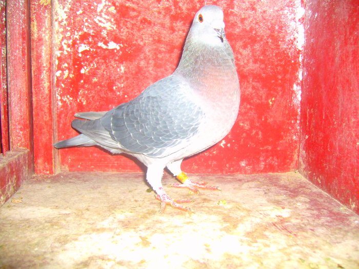 F-425965-09-neagra,fiica din 1024488,are o clasare la Vaslui.; fiica din 1024488.are o clasare la vaslui
