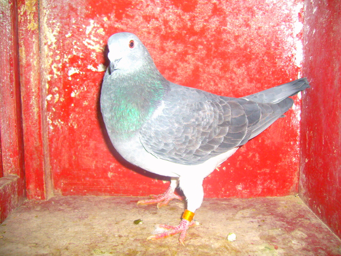 453950; are sternul stramb
