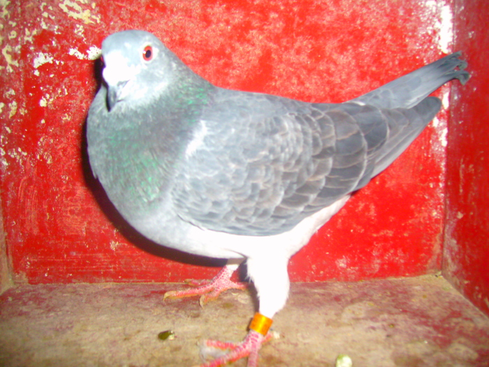 M-453950-06-cuc,zburat pana la Bilgoras,are 2 clasari.; zburat pana la Bilgoras.are 2 clasari.
